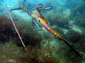   Weedy Seadragon eggs.Taken under Flinders Pier Melbourne about 3m depth.Canon A85 Canon Housing internal flash. eggs. eggs depth. depth flash  